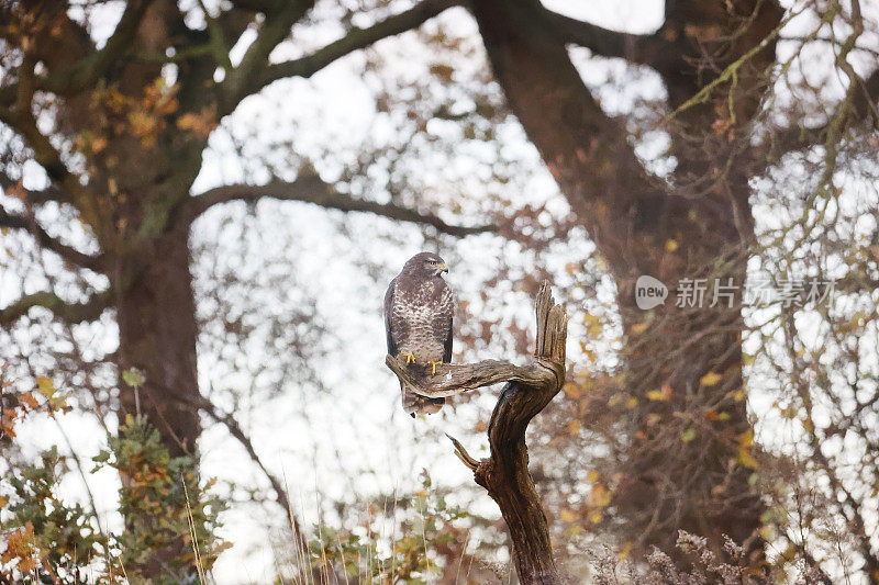 秃鹰(Buteo Buteo)